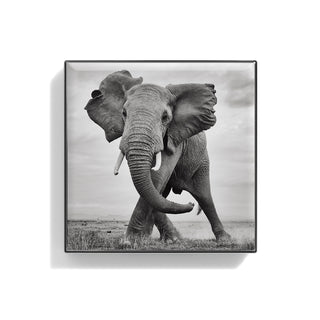 Luminescent Eye Shade Elephant 2g