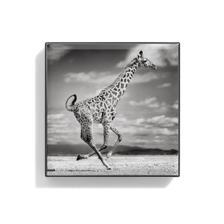 Luminescent Eye Shade Giraffe 2g