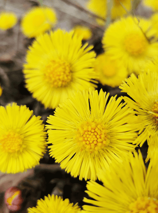 Coltsfoot Anti-Dandruff Shampoo 200ml